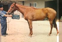 ����ǰ (JIN SANG PUM) ����