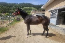 �Ŀ�Ǯ���� (POWERFUL WINNER) ����