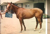 �̵���� (MIDWAY) ����