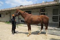 �긮��ť�ǵ� (BREEDO CUPID) ����