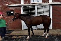 �긮������ (BREEDO CHOOCHOO) ����