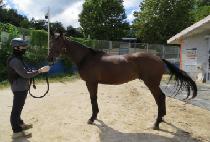 �긮���Ǵн� (BREEDO PHOENIX) ����