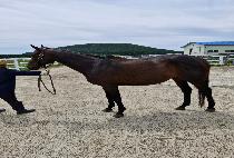 ���ü���Ŀ (SASSY SENECA) ����