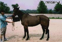 ���� (O SEUK) ����