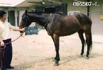 ����õ�� (TAE PYOUNG CHEUN HA) ����