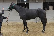 ���ۼ��� (SUPER THUNDER) ����