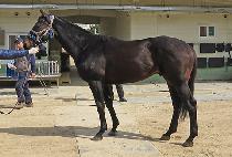 �����÷��� (LEAD PLAY) ����