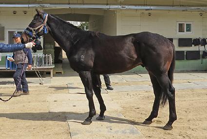 �����÷��� ����