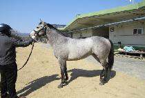 ���̱׷���Ƽ�� (DANCING GRAYTIZ) ����