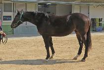 ����è�Ǿ� (WINNING CHAMPION) ����