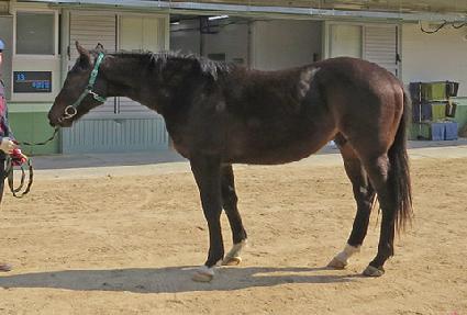 ����è�Ǿ� ����