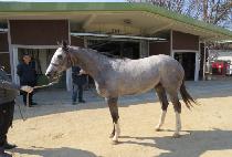 ������̵�� (NOBLE MY DEAR) ����