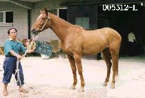 ù���� (CHEUN MA DI) ����