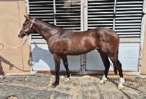 Ÿ�̰ź��� (TIGER BLUE) ����