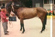 �ൿ (YAK DONG) ����