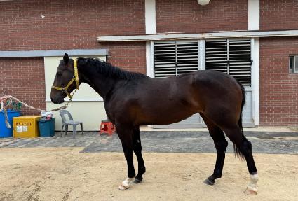 ���������� ����