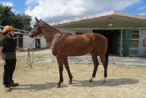 ����ġŸ�̰� (ONE PUNCH TIGER) ����