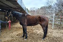 ��Ƽ���� (MONTICELLO) ����