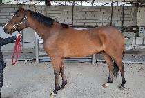 ����ȣ�ٽ� (MADAME HORTENSE) ����