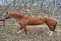 �����ֽ� (SHOTGUN PATSY) ����