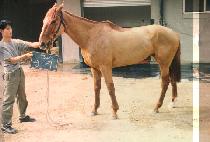 ���� (WANG JI) ����