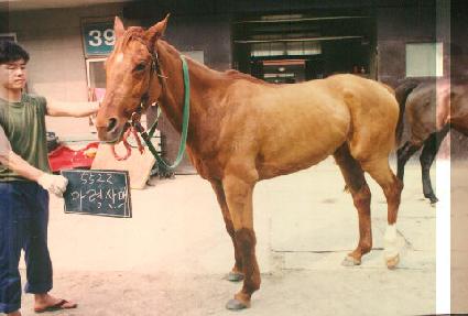 ���ɻ�� ����