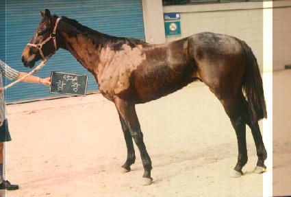 ���� ����