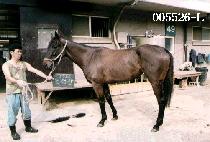 ���ɻ� (JO LYOUNG SAN) ����