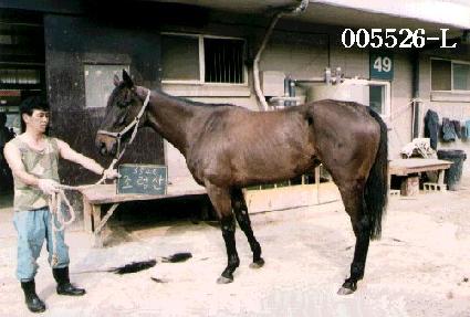 ���ɻ� ����