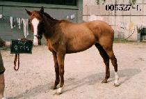 ���±� (SAM TAE GI) ����