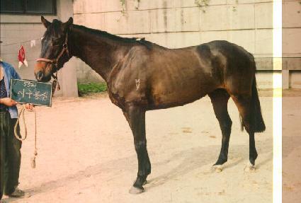 �̱����� ����