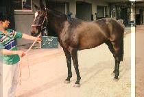 �񿣳� (VIENNA) ����