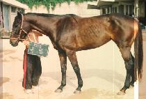 ���� (BON DANG) ����