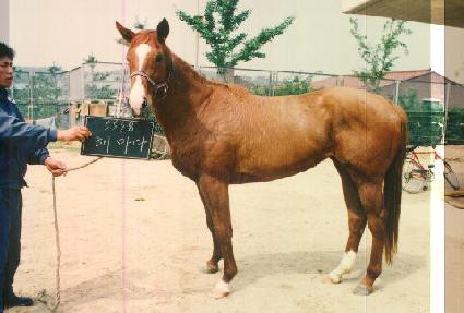 �ظ��� ����