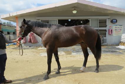 �̽���ī�� ����