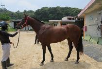 ����Ȩ�� (MALLO HOMERUN) ����