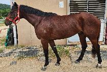 �ƻ��� (ASABIYYA) ����