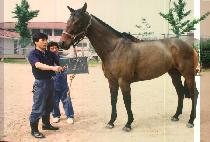 �÷ι� (SI RO MI) ����