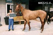 ������ (GU SI PO) ����