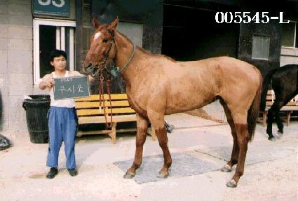 ������ ����