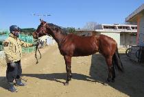 WILD CARNIVAL picture