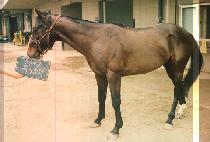 ������ (JEUK SI CHOOL RYEOK) ����