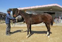 QUEENS IMPACT picture