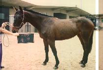 ��� (CHUL GYEG) ����