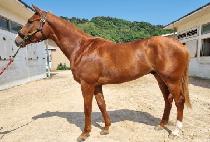 �ݾư�Ƽ (GEUMA GUTTY) ����