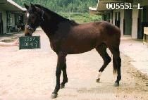 ������ (SAE NAE GI) ����