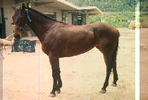 ù�� (CHEUT SUN) ����