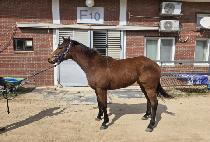 ������ (GOSOK QUEEN) ����