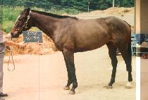 �ϰž�� (IL GEU YANG DEUK) ����