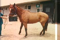 �ΰ� (BU GAG) ����